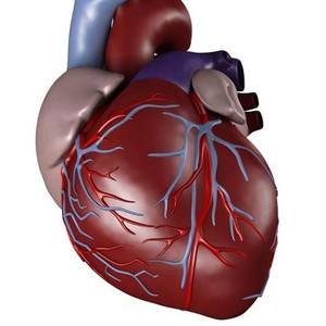  الجري 7 دقائق يوميا يخفض احتمال الموت بأمراض القلب بنسبة جيدة 