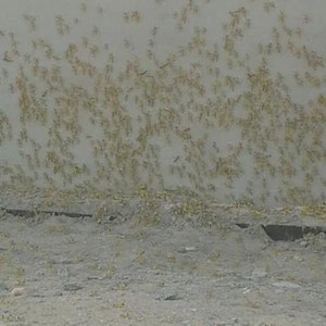 بالصور: اسراب الجراد تهاجم ينبع النخل 