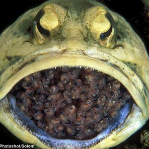 شاهد كيف تحمي السمكة صغارها من الخطر 