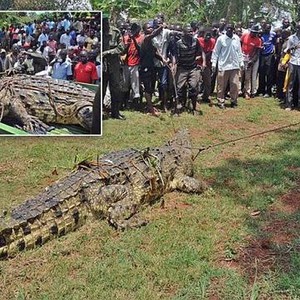 بالصور: القبض على ثاني أكبر تمساح بالعالم بعد أن أجهز على ضحيته السادسة 