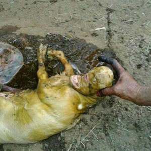 بالصور: ولادة شاة بوجه مرعب يثير الذعر بمحافظة صماطة  