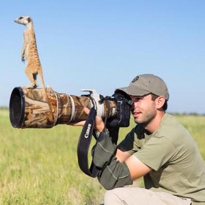 "السرقاط" الحيوان الذي لايخاف من بني البشر 