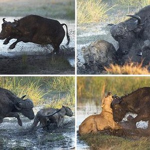 بالصور .. معركة طاحنة بين  الجاموس  و الأسود لإنقاذ صغيره 