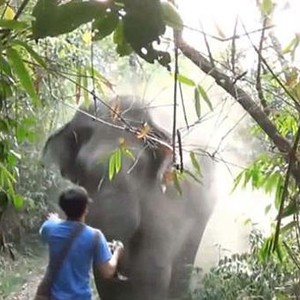 سائح مغامر ينجو من مواجهة مع فيل هائج لثباته وشجاعته (فيديو)