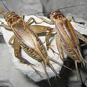 حشرة "سوير الليل" تنتشر في الكويت بسبب حرارة الجو 