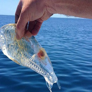 سمكة شفافة تحيّر العقول