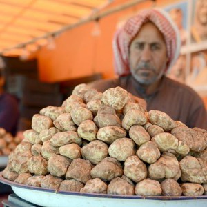بالفيديو..ظهور الفقع بكميات كبيرة وبأحجام هائلة في الحدود الشمالية 