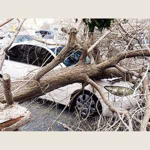 الرياح تسقط شحرة على سيارة مواطن في الساحل الشرقي