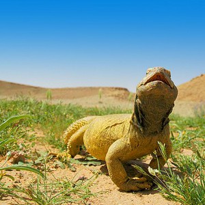 الضب .. هل سينقرض من صحاري السعودية؟  