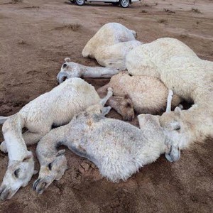 صاعقة رعدية تقتل 6 من الإبل و تصيب راعيها غرب البجادية في محافظة الدوادمي 