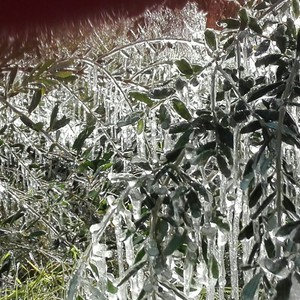 صقيع متوقع في المناطق الشمالية الشرقية ليلة الاثنين وفجر الثلاثاء