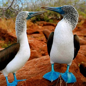 طائر الأطيش الأزرق القدمين .. الأكثر غرابة بين الطيور 