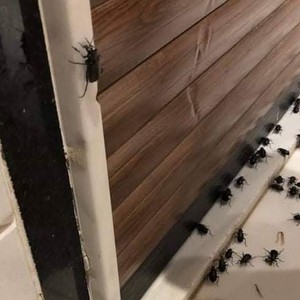 ما هي حشرة الخنفساء السوداء او حشرة الكالوسوما المثيرة للجدل المنتشرة في الأردن وسوريا ؟