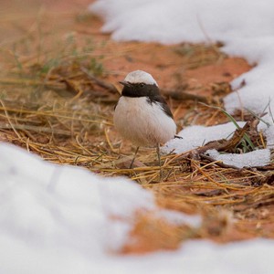 السعودية | فرصة للثلوج الخفيفة على مرتفعات جبل اللوز ليل الخميس وحتى صباح الجمعة 