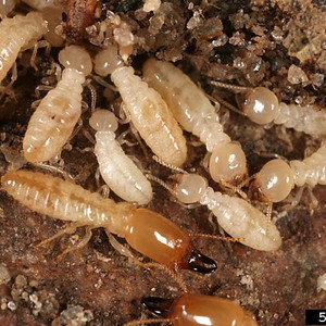 النمل الأبيض.. آفة وفائدة !