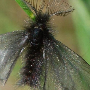  العثور على فراشة من نوع نادر جداً في روسيا 