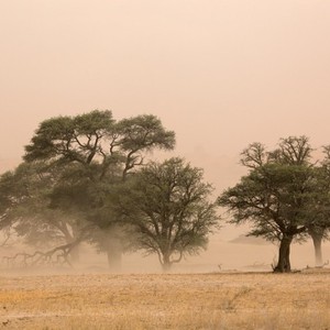 رياح نشطة وغبار على اجزاء من شرق ووسط المملكة الأحد والإثنين 