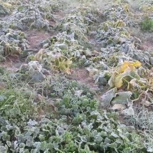 سلطة وادي الأردن ترفع حالة التأهب بالتزامن مع تأثر المملكة بالمنخفض الجوي