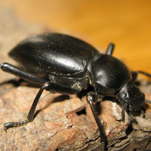 تعرف على أسباب انتشار حشرات الربيع بكثافة غير معتاده هذا العام في الأردن