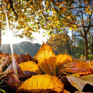 طقس خريفي مستقر ومعتدل الحرارة متوقع حتى الأربعاء