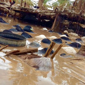 نفوق 280 رأس غنم بسبب السيول
