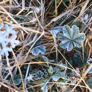 الصقيع يضرب "تمنية أبها"