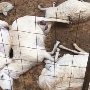 بالصور.. صاعقة رعديّة تقتل 42 رأساً من الأغنام بـ "سديرة" في الطائف