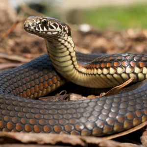 خبير أفاعي ينفي وجود ما يسمى بـ "سبات الأفاعي" في الشتاء ويُحذر