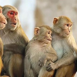 السعودية | بعد غزو قرود البابون لأحياء سكنية .. توجيه للمواطنين بايقاف إطعامها للحد من انتشارها