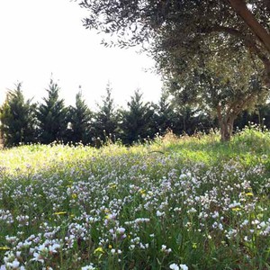 طقس ربيع دافئ يومي الأربعاء والخميس