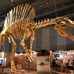 المغرب: اكتشاف بقايا مفترس الديناصورات 