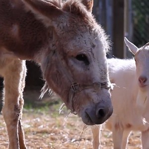 "جدي وحمارة" قصة حب وصداقة مؤثرة (فيديو)