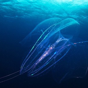 كائن بحري يجدد مخه 4 مرات كل 4 أيام 