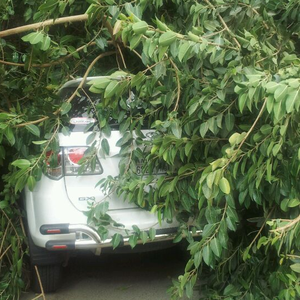 بالصور : الرياح تقتلع الأشجار في جدة و تضرر بعض السيارات