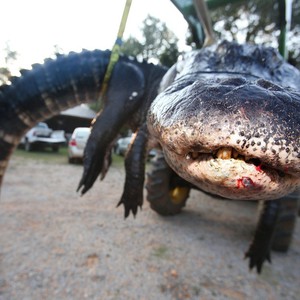 بالصور: عائلة أمريكية تنجح باصطياد أكبر تمساح بالعالم 