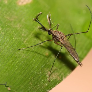 "كيوليكس" تُثير الرعب في الأغوار الجنوبية