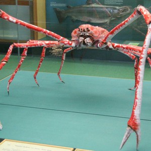 السلطعون العنكبوت صاحب أطول وأكبر أرجل بين المفصليات