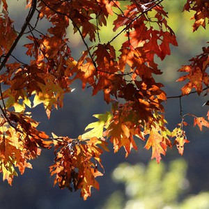 النشرة الشهرية للسعودية | ارتفاع فرص الأمطار المتفرقة في الثلث الأخير من الشهر ودرجات حرارة قريبة من معدلاتها العامة 