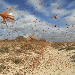 نشاط مُبكر لأسراب الجراد بالسعودية والزراعة تُعلن جاهزيها 