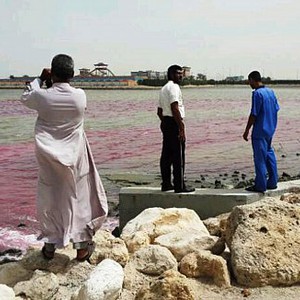 شاهد الأسباب الحقيقية وراء تحول لون مياه بحر سيهات بالشرقية للون الوردي