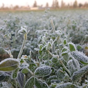 هام | اشتداد البرد في العاصمة الرياض و 4 درجات مئوية فقط متوقعة ليلة الأحد/الإثنين 