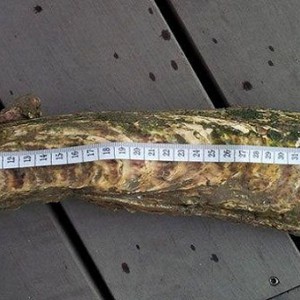 لوكسومبورغ : العثور على أكبر محارة في العالم 