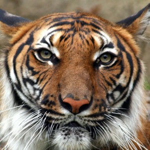 معلومات عن النمر الهندي الصيني 