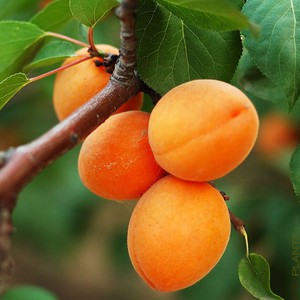 فاكهة المشمش في التراث الزراعي المشرقي 