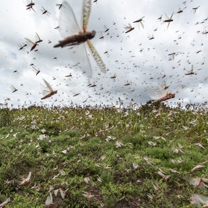 عاجل | الجراد يجتاح الدمام والخبر بأعداد هائلة 