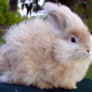 أرنب الأنجورا.. بمجرد أن تراه ستتمنى تربيته 