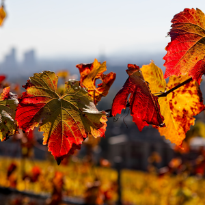 العراق | نَسَمات خريفية و انخفاض تدريجي و ملموس على الحرارة تزامُناً مع بداية فصل الخريف "فلكياً"