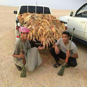 صور للصيد الجائر بالسعودية تثير عاصفة من الانتقادات 