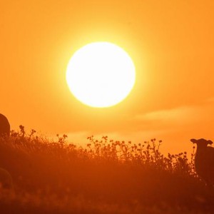 موجة حر بريطانيا | جدة ودبي قد تكونا أقل حرارة من مدينة لندن منتصف الأسبوع القادم!