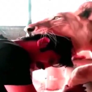 أسد يطبق فكيه على رأس شاب سعودي 